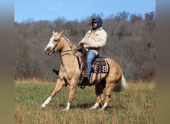 Paint Horse, Hongre, 7 Ans, 157 cm, Palomino