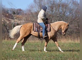 Paint Horse, Hongre, 7 Ans, 157 cm, Palomino