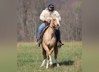 Paint Horse, Hongre, 7 Ans, 157 cm, Palomino