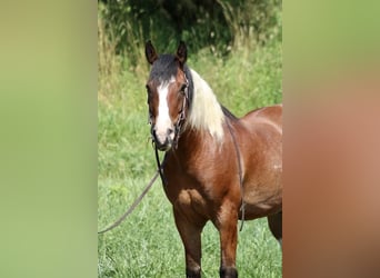 Paint Horse Croisé, Hongre, 7 Ans, 160 cm