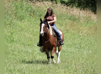 Paint Horse Croisé, Hongre, 7 Ans, 160 cm