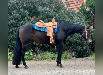 Paint Horse, Hongre, 7 Ans, 163 cm, Bai