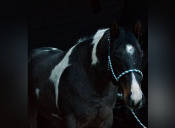 Paint Horse, Hongre, 7 Ans, 168 cm, Rouan Bleu