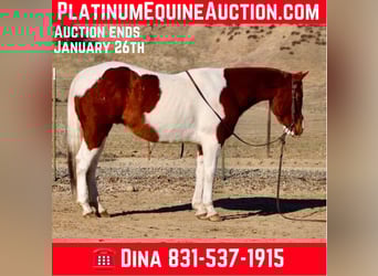 Paint Horse, Hongre, 7 Ans, Alezan brûlé