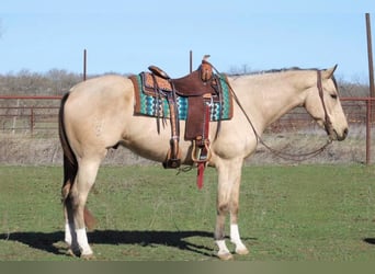 Paint Horse, Hongre, 7 Ans, Buckskin