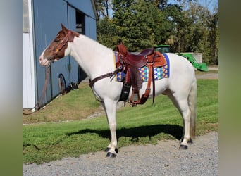 Paint Horse Croisé, Hongre, 7 Ans
