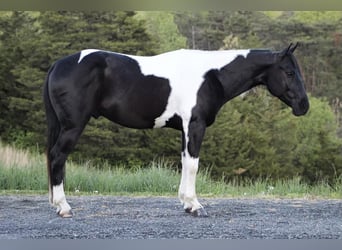 Paint Horse Croisé, Hongre, 7 Ans