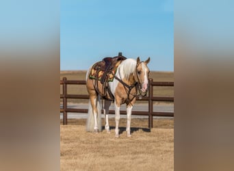 Paint Horse, Hongre, 8 Ans, 145 cm, Tobiano-toutes couleurs