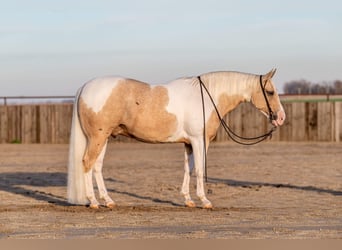 Paint Horse, Hongre, 8 Ans, 145 cm, Tobiano-toutes couleurs