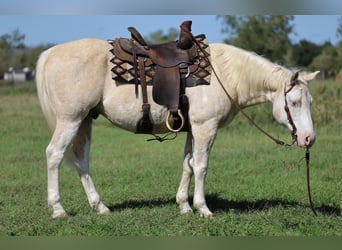Paint Horse, Hongre, 8 Ans, 147 cm, Palomino