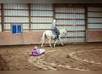 Paint Horse, Hongre, 8 Ans, 147 cm, Palomino