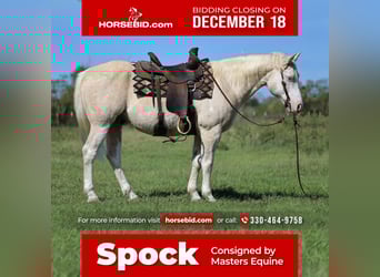Paint Horse, Hongre, 8 Ans, 147 cm, Palomino