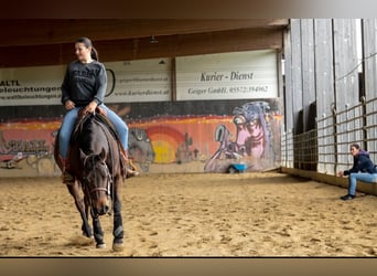 Paint Horse Croisé, Hongre, 8 Ans, 150 cm, Bai