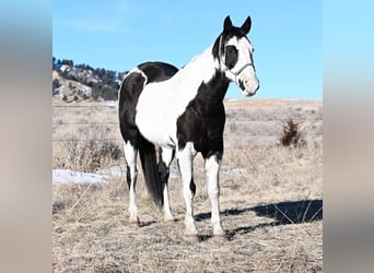 Paint Horse, Hongre, 8 Ans, 152 cm, Pinto