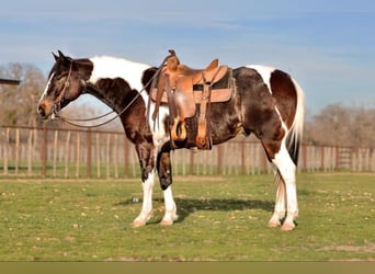 Paint Horse, Hongre, 8 Ans, 155 cm, Tobiano-toutes couleurs