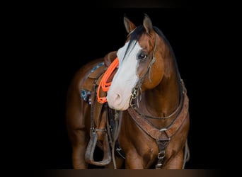 Paint Horse, Hongre, 8 Ans, 157 cm, Bai cerise
