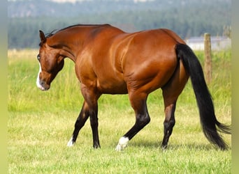 Paint Horse, Hongre, 8 Ans, 163 cm, Bai cerise