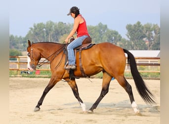 Paint Horse, Hongre, 8 Ans, 163 cm, Bai cerise