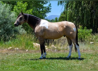 Paint Horse, Hongre, 8 Ans, 163 cm, Buckskin