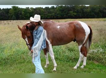 Paint Horse, Hongre, 8 Ans, 163 cm, Rouan Rouge