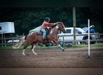 Paint Horse, Hongre, 8 Ans, 163 cm, Rouan Rouge