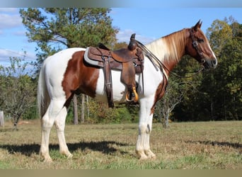 Paint Horse, Hongre, 8 Ans, 163 cm, Tobiano-toutes couleurs