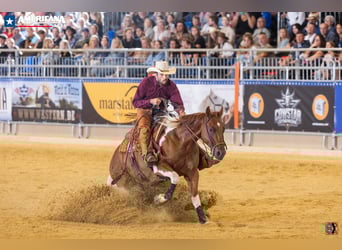 Paint Horse, Hongre, 8 Ans, Tobiano-toutes couleurs