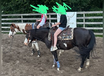Paint Horse, Hongre, 9 Ans, 146 cm, Noir