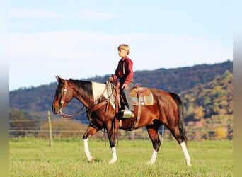 Paint Horse Croisé, Hongre, 9 Ans, 147 cm, Pinto