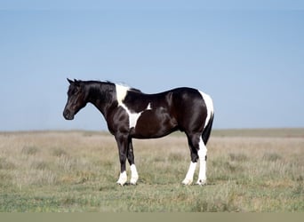 Paint Horse, Hongre, 9 Ans, 150 cm, Noir