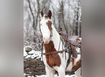 Paint Horse, Hongre, 9 Ans, 150 cm, Tobiano-toutes couleurs