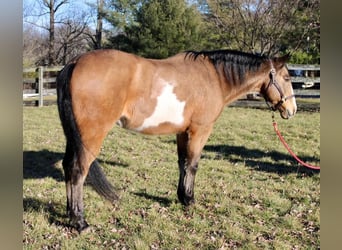 Paint Horse, Hongre, 9 Ans, 152 cm, Buckskin
