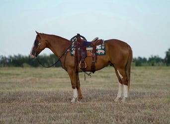 Paint Horse, Hongre, 9 Ans, 155 cm, Alezan cuivré