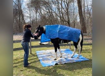 Paint Horse, Hongre, 9 Ans, 163 cm, Noir
