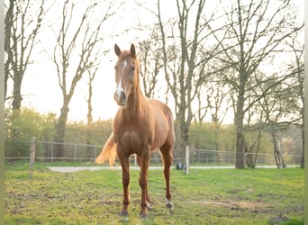 Paint Horse Croisé, Jument, 10 Ans, 145 cm, Alezan