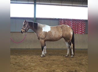 Paint Horse, Jument, 10 Ans, 148 cm, Buckskin