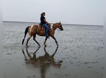 Paint Horse, Jument, 10 Ans, 148 cm, Buckskin