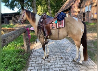 Paint Horse, Jument, 10 Ans, 148 cm, Buckskin