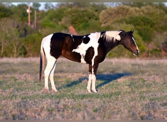 Paint Horse, Jument, 10 Ans, 150 cm, Bai cerise