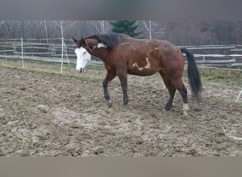 Paint Horse, Jument, 10 Ans, 150 cm, Overo-toutes couleurs