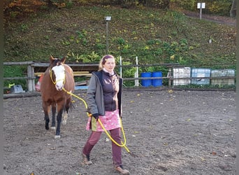 Paint Horse, Jument, 10 Ans, 150 cm, Overo-toutes couleurs