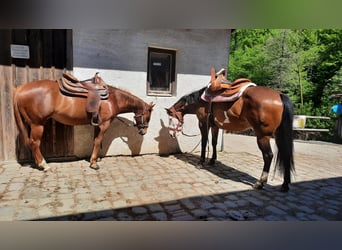 Paint Horse, Jument, 10 Ans, 150 cm, Overo-toutes couleurs