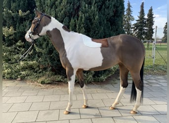 Paint Horse, Jument, 10 Ans, 160 cm, Tobiano-toutes couleurs