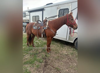 Paint Horse, Jument, 11 Ans, 142 cm, Alezan cuivré