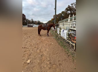 Paint Horse, Jument, 11 Ans, 142 cm, Alezan cuivré