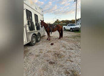 Paint Horse, Jument, 11 Ans, 142 cm, Alezan cuivré