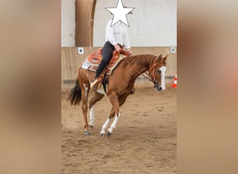 Paint Horse, Jument, 11 Ans, 148 cm, Overo-toutes couleurs