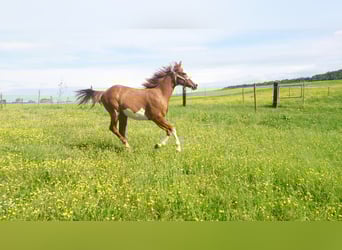 Paint Horse, Jument, 11 Ans, 148 cm, Overo-toutes couleurs