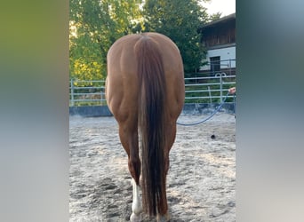 Paint Horse, Jument, 11 Ans, 148 cm, Overo-toutes couleurs