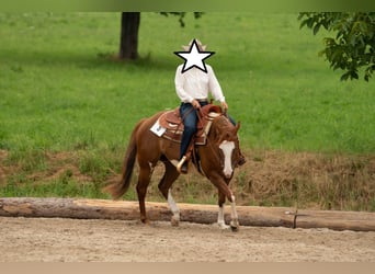 Paint Horse, Jument, 11 Ans, 148 cm, Overo-toutes couleurs